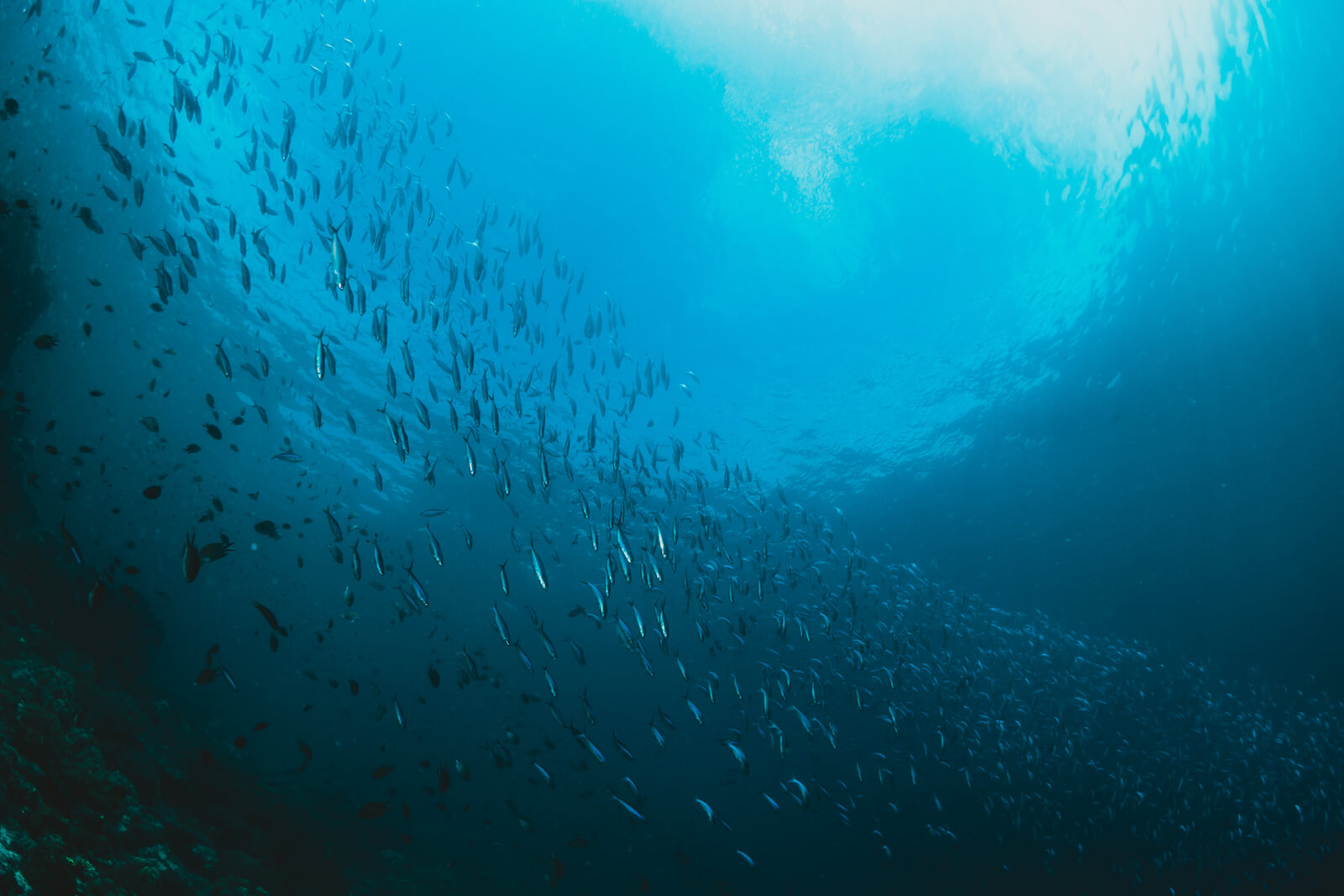 OCÉANO AZUL: Desmarcarse para marcar la diferencia